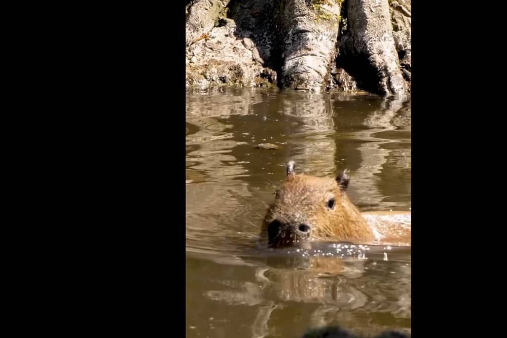 Capybara cools off at Chester Zoo