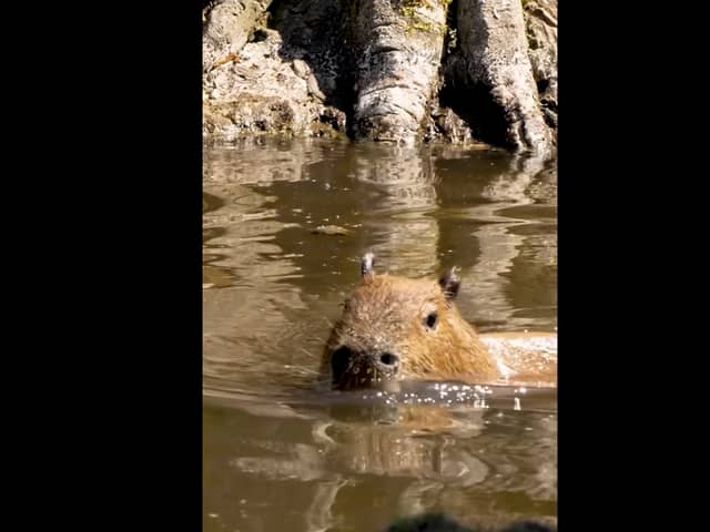 Capybara cools off at Chester Zoo