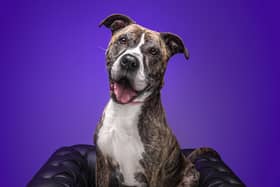 Tess travelled 100 miles to Lancashire in search of a new home