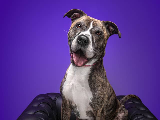 Tess travelled 100 miles to Lancashire in search of a new home