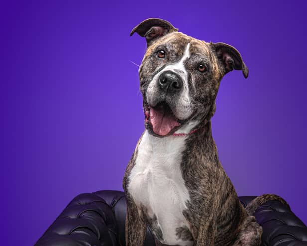 Tess travelled 100 miles to Lancashire in search of a new home