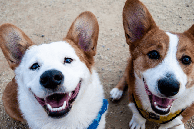 Dog behaviourist shares 9 steps you need to take to keep your dog happy.