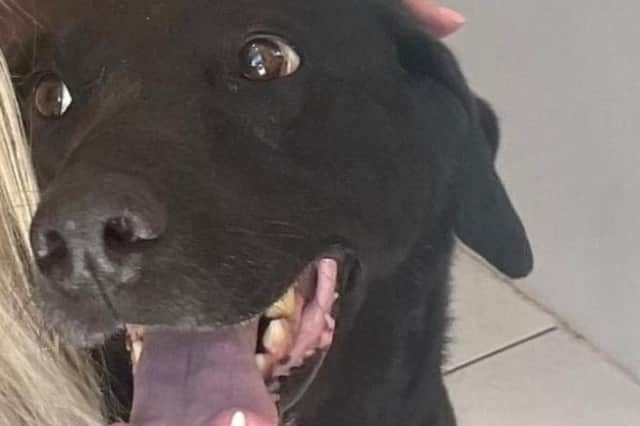Is your dog fully happy?