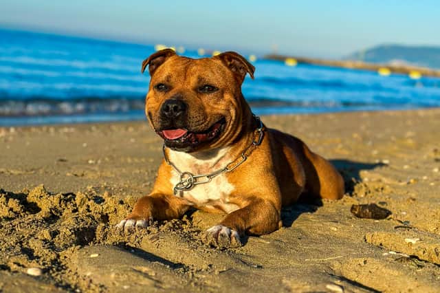 Police have now confirmed that a post mortem identified that the dog was not a banned breed and was a ‘staffy type dog’.