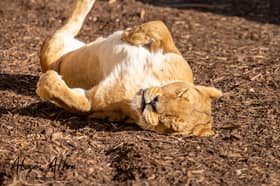 Happy 20th birthday Narla! 