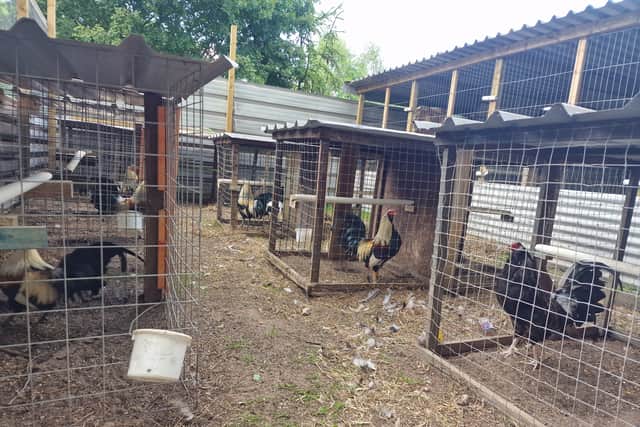 27 cockerels were seized from the stables in Lytham with some in need of medical attention