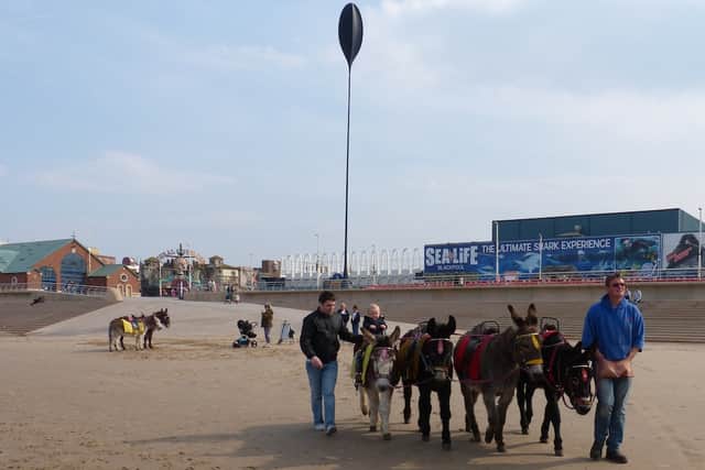 Donkeys seen on Blackpool beach are looked after at Latham House Farm at Kitt Green, Wigan, during the winter months