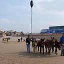 Donkeys seen on Blackpool beach are looked after at Latham House Farm at Kitt Green, Wigan, during the winter months