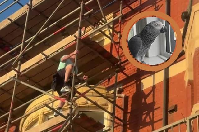 Naughty African Grey parrot Milo makes his owner climb flights of scaffolding above The Maples Hotel in Blackpool to catch him.