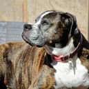 The man's dog was described as an American Bulldog. 
