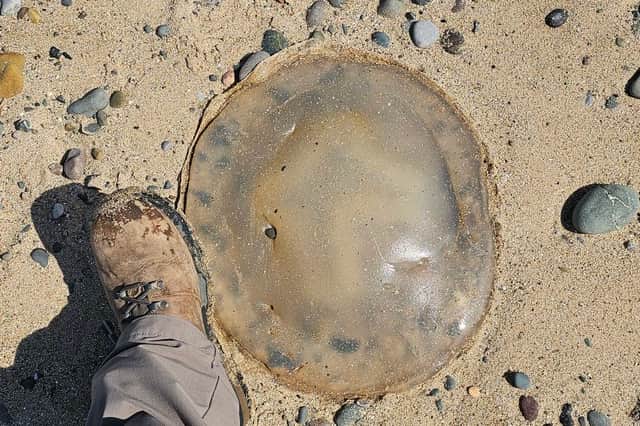 A jellyfish found on Fleetwood beach next to size 6 boots