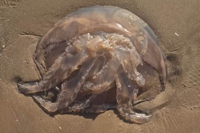 Huge jellyfish washed up on Cleveleys beach