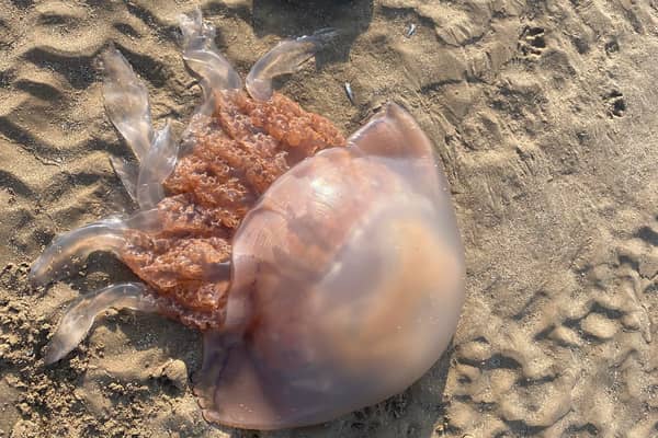 Giant Barrell jellyfish washed up on Cleveleys beach next to a size 5 shoe for scale