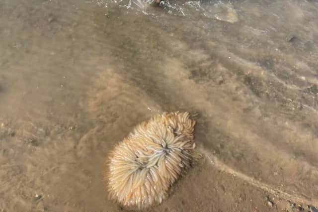 Aquatic creature found in the sea on Cleveleys beach