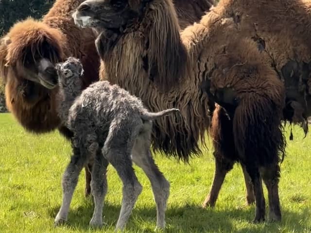 Fluffy rare camel calf wobbles with mum in adorable video