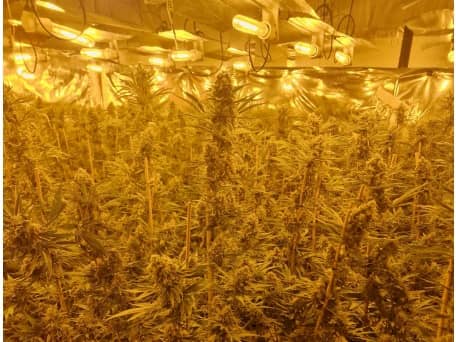 A 35-year-old man was arrested and charged with cultivating cannabis after an illegal grow was discovered at an address in St David's North, St Annes on Monday (May 19)