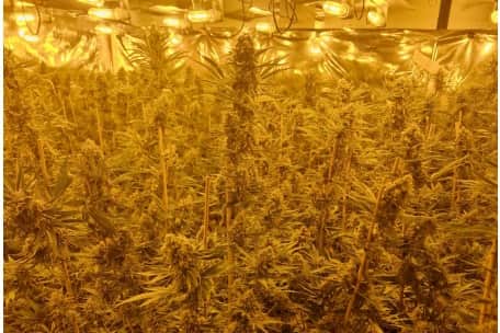 A 35-year-old man was arrested and charged with cultivating cannabis after an illegal grow was discovered at an address in St David's North, St Annes on Monday (May 19)