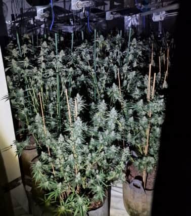 Hundreds of mature plants were seized for destruction and a 35-year-old man was arrested and later charged with cultivating cannabis and abstracting electricity.