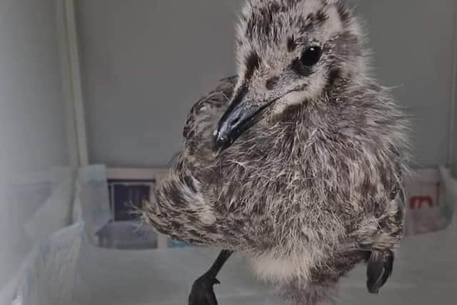 Baby gulls that have fledged the nest need looking after