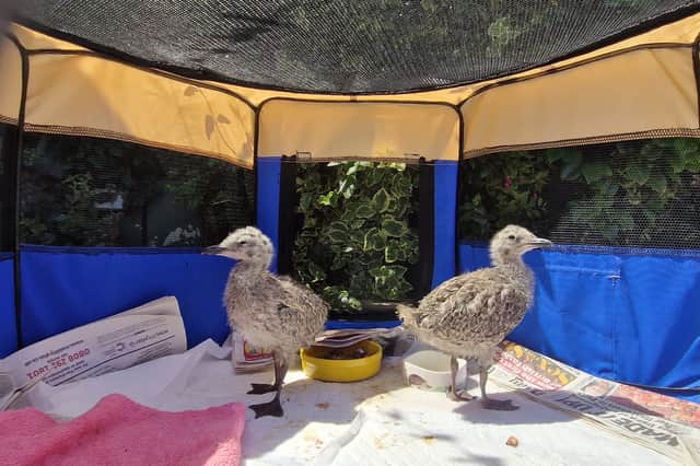 Baby gulls that have fledged the nest need looking after