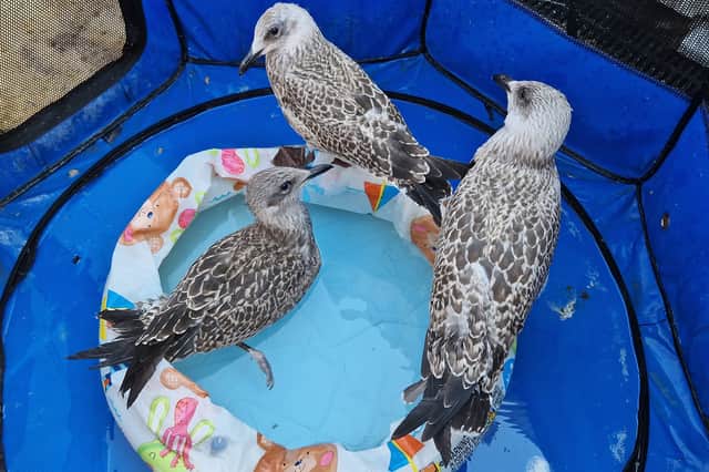 Baby gulls that have fledged the nest need looking after