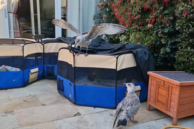 Baby gulls that have fledged the nest need looking after