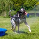 A leading dog expert has waded in on what our beloved pooches' different barks mean.
