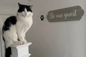 Cavendish cat and gaming house in Blackpool - where you can enjoy the company of 16 friendly cats and indulge in gaming entertainment with a private bedroom