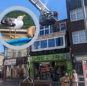 Firefighters rescue Martyn the seagull from glass balcony on Clifton Street in Blackpool.