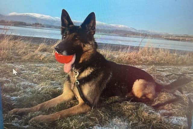 Among those deserving of a pension is retired police dog RPD Saul who was born and bred in Lancashire and transferred to Police Scotland at just nine-weeks-old in 2020