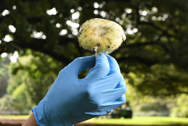 A scientist inspects a death cap mushroom at the Royal Botanic Gardens in Melbourne.