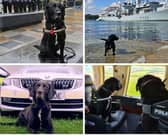 British Transport Police dog Buddy, on one of his many important jobs, has now hung up his harness and is enjoying retirement. 