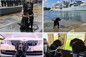 British Transport Police dog Buddy, on one of his many important jobs, has now hung up his harness and is enjoying retirement. 