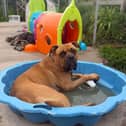 Homeless Hounds' paddling pool-loving Duke is after a home - could it be yours? 