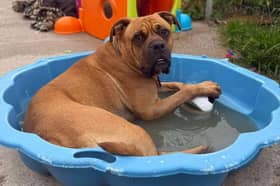Homeless Hounds' paddling pool-loving Duke is after a home - could it be yours? 