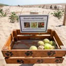 Bethany Short donated all Biscuit's old balls and toys for other dog owners to enjoy on St Annes Beach