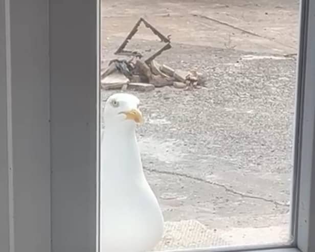 'Where's my food human' - Sam the seagull doing his daily tapping for food