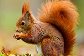 The red squirrel is one of the animals in need of help if it is to remain in Lancashire
