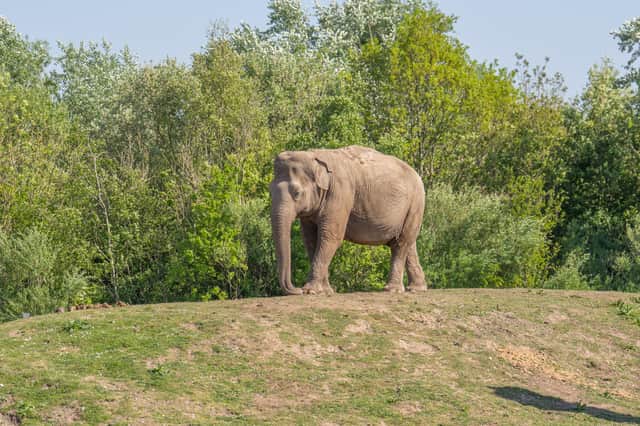 Kate the elephant turns 56 at Blackpool Zoo.