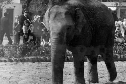 Kate the Elephant turns 56 at Blackpool Zoo.