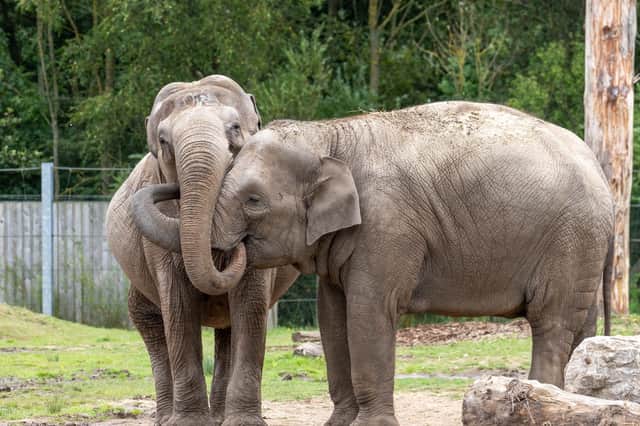 Kate the Elephant turns 56 at Blackpool Zoo.