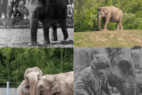 Kate the Elephant turns 56 at Blackpool Zoo.