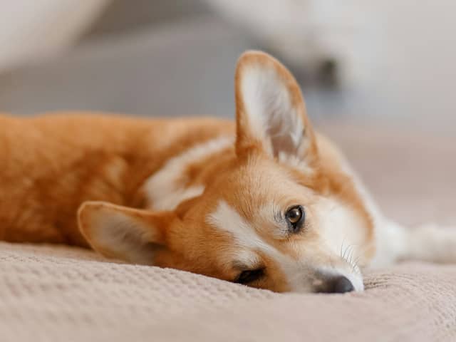 It can be dangerous to give your dog human medications. 