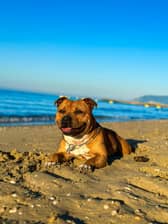 Police have issued an update on the owner whose dog staffy-type dog akin to the one pictured was shot dead by police after a vicious attack in Knott End 