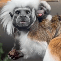 Cheeky cotton top tamarin monkey sticks out tongue at Blackpool Zoo