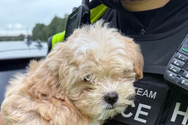 Inside the BMW, officers discovered a puppy onboard. It’s believed the dog was seized and taken to Lancashire Constabulary HQ in Hutton