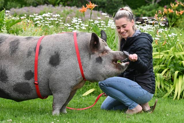 Wilbur is a five-year-old pot belly-cross Julianna who weighs over 100kg. He lives in an outhouse at Jane's Bispham home.