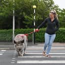 Jane Sudds stops traffic as she takes her five-year-old pet pig Wilbur for a walk in Bispham.