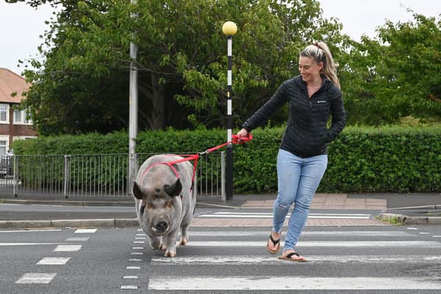 Jane Sudds stops traffic as she takes her five-year-old pet pig Wilbur for a walk in Bispham.