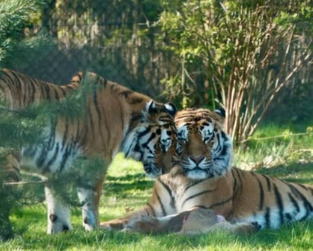 Save 56% on tickets for Knowsley Safari Park - the perfect day out during the school holidays 